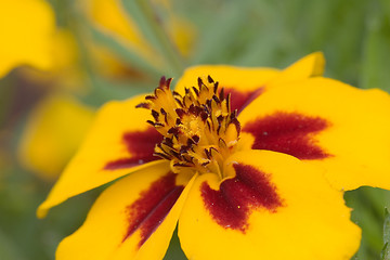 Image showing Orange flower interior