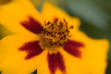 Image showing Orange flower interior