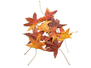 Image showing Autumns leaves