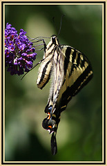 Image showing SWALLOWTAIL 1