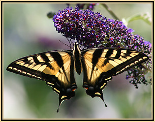 Image showing SWALLOWTAIL 2
