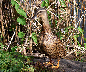 Image showing Mallard Duck