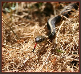 Image showing GARDEN SNAKE