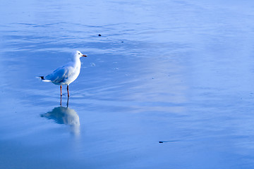 Image showing Australian Silver Gull in water

