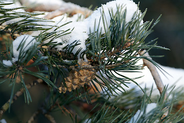 Image showing Snowy pine cone