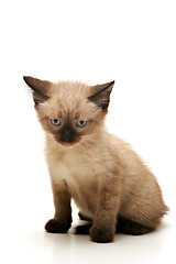 Image showing Annoyed Small Kitten