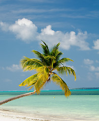 Image showing Palm Tree on Ocean Beach