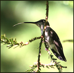 Image showing HUMMINGBIRD