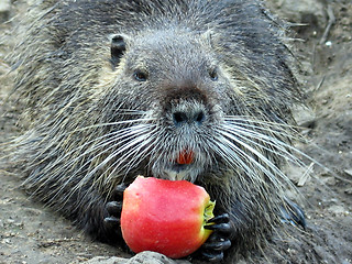 Image showing NUTRIA WITH APPLE