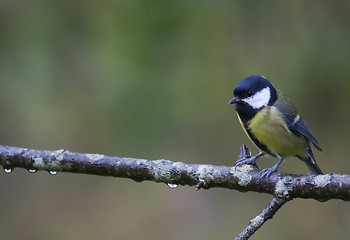 Image showing great tit