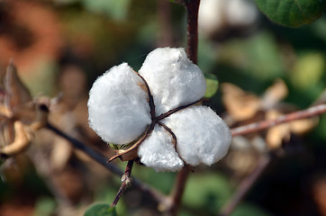 Image showing Cotton bud