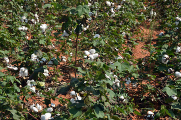 Image showing Cotton crop