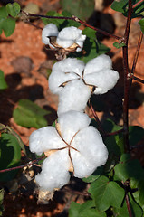 Image showing Cotton crop