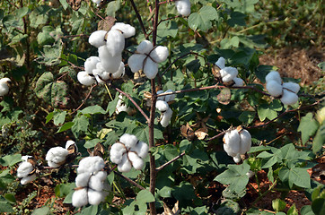 Image showing Cotton crop