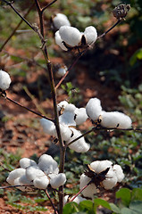 Image showing Cotton crop