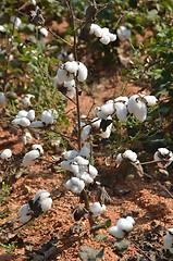 Image showing Cotton crop