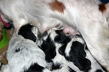 Image showing feeding pups