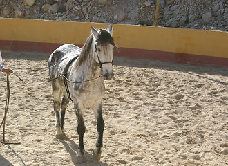 Image showing spanish stallion