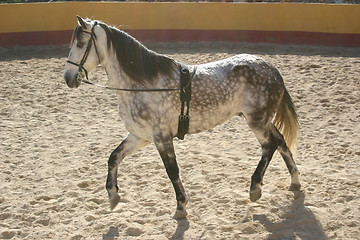 Image showing spanish stallion