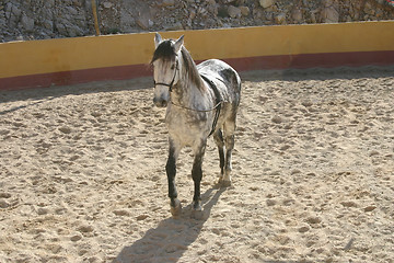 Image showing spanish stallion