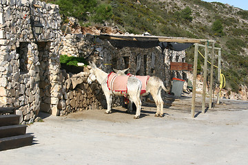 Image showing donkeys