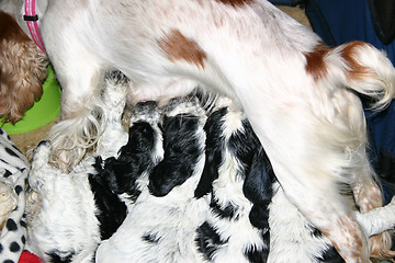 Image showing feeding pups