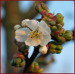 Image showing FIRST FLOWER