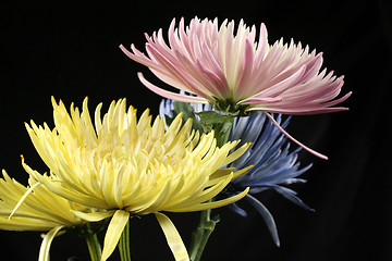 Image showing Spring Mums