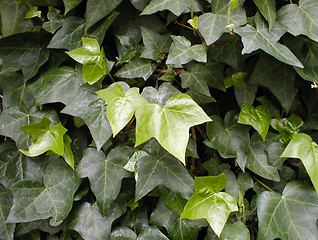 Image showing green leaves