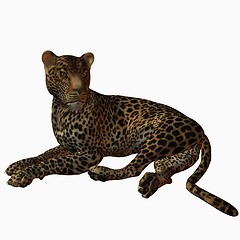 Image showing Leopard