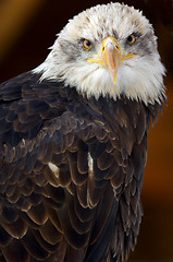 Image showing eagle