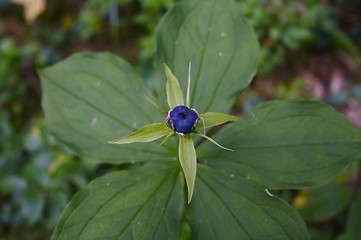 Image showing bilberry