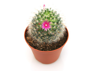 Image showing Close-up view of blossoming cactus in a pot