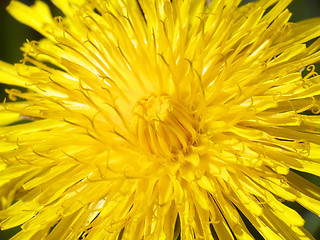 Image showing Yellow dandelion flower