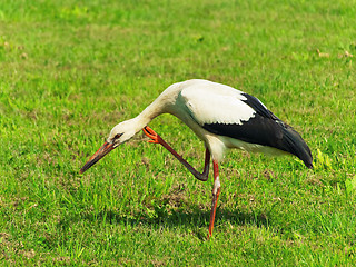 Image showing Stork