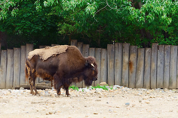 Image showing Bison