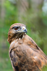 Image showing Eagle