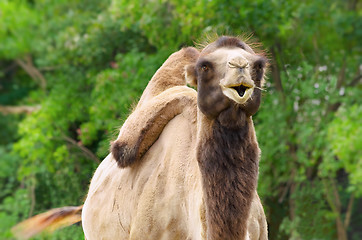 Image showing Camel