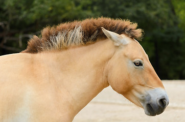 Image showing Przewalski Horse