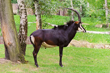 Image showing Sable Antelope