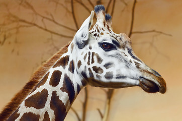 Image showing Giraffe