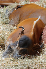 Image showing Red River Hog