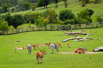 Image showing Pasture