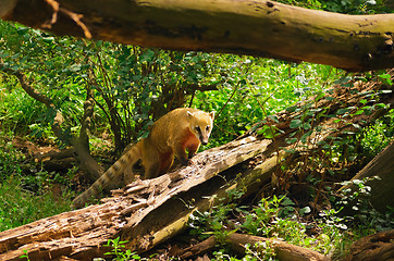 Image showing Ring-tailed Coati 