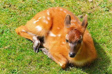 Image showing Bushbuck Antelope