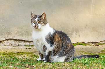 Image showing Cat