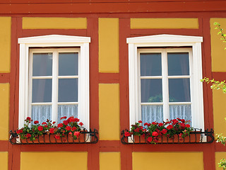 Image showing Windows with geranium