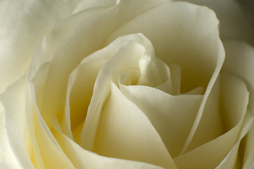 Image showing rose