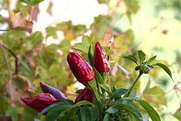 Image showing chilli