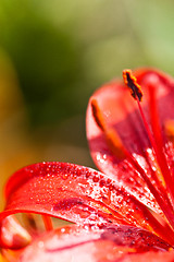 Image showing red lilly flower with water drops